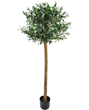 De Kunst olijfboom UV 150 cm van Easyplants heeft een slanke stam, volle groene bladeren en staat in een zwarte pot tegen een witte achtergrond. Deze UV-bestendige kunstplant is perfect voor elke ruimte.