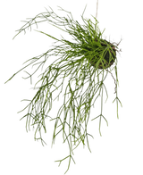 Die künstliche Hängepflanze Gras auf Kugel 48 cm hat lange, dünne, grüne, grasähnliche Stängel in einem kleinen Erdklumpen vor einem weißen Hintergrund.
