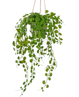 De Kunst hangplant Vetplant in cementen pot van 43 cm heeft lange, hangende groene bladeren met ronde vormen en is opgehangen met touw tegen een witte achtergrond.
