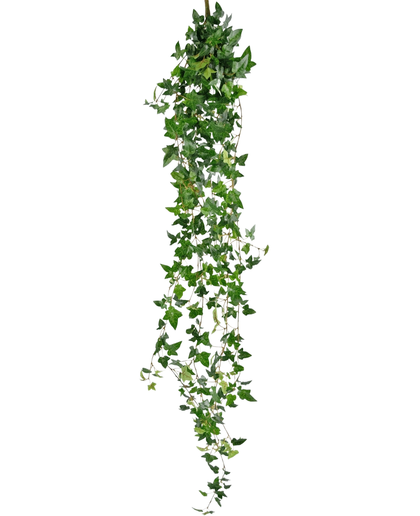 Die künstliche Hängepflanze Efeu Boston 180 cm grün hat lange, hängende grüne Stängel mit spitzen Blättern, die vor einem schlichten weißen Hintergrund herunterfallen.