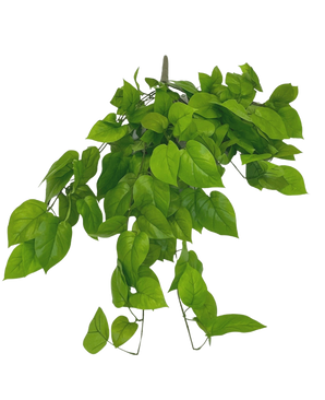 De Kunst Pothos Struik Deluxe 90cm heeft levendige groene, hartvormige bladeren op slanke stelen, tegen een effen witte achtergrond.