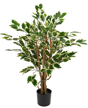 Kunstplant Ficus Groen/wit 90 cm met bruine stammen en groene bladeren met witte randen, getoond tegen een effen witte achtergrond.