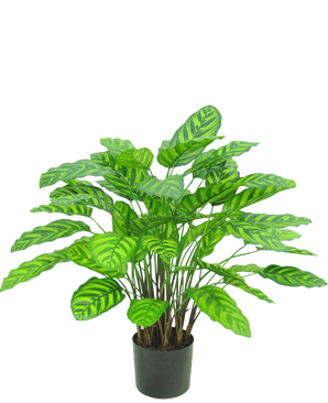 De Kunstplant Calathea Makoyana UV 75 cm rood is een kunstplant in pot met brede groene bladeren met lichtgroene strepen, geplaatst in een zwarte pot tegen een witte achtergrond.