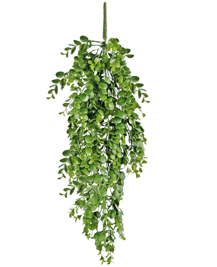 Die künstliche Hängepflanze Pancake 61 cm hat leuchtend grüne künstliche Blätter, die vor einem schlichten weißen Hintergrund herunterfallen und einer echten Hängerebe ähneln.