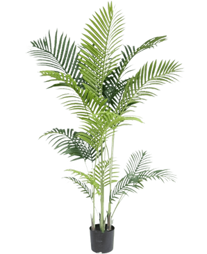 De Kunstplant Phoenix 160 cm heeft meerdere slanke groene stelen en lange, overhangende bladeren, die een luxe uitstraling geven aan elke ruimte en de schoonheid van tropische planten oproepen tegen een frisse witte achtergrond.
