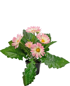 De Kunstplant Gerbera UV 28 cm roze heeft verschillende roze margrietachtige bloemen met een geel hart en brede groene bladeren in een kleine zwarte pot, tegen een witte achtergrond.