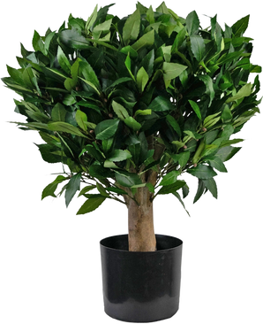 De Kunstplant Laurier UV d65 cm is een compacte kunstboom met een dikke bruine stam en weelderige groene bladeren, in een effen zwarte plastic pot.