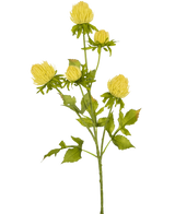 De Kunstbloem Distel 66 cm crème heeft een groene steel met meerdere takken, elk bedekt met ronde, pomponachtige crèmekleurige bloemen en groene bladeren met gekartelde randen, tegen een witte achtergrond.