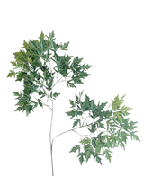 De Kunstblad Ming Aralia 50 cm groen brandvertragend is een hoge, slanke kunstplant met dunne stengels en trossen groene bladeren met gekartelde randen tegen een effen witte achtergrond.