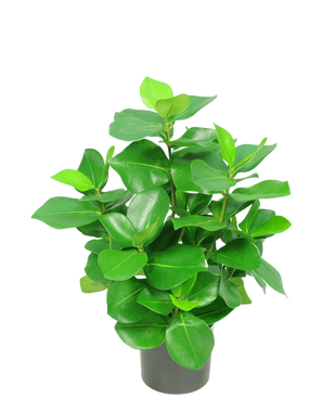 De Kunstplant Clusia 45 cm is een kleine potplant met dikke, glanzend groene bladeren tegen een effen witte achtergrond.