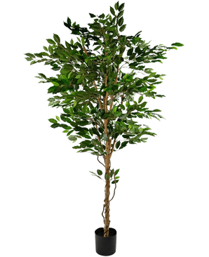De Kunstplant Ficus Groen 210 cm is een hoge kunstboom met groene bladeren en meerdere slanke bruine stammen, in een compacte zwarte pot op een effen witte achtergrond.