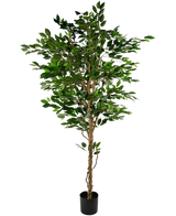 Die Kunstpflanze Ficus Green 210 cm ist ein hoher Kunstbaum mit grünen Blättern und mehreren schlanken braunen Stämmen, in einem kompakten schwarzen Topf auf einem schlichten weißen Hintergrund.