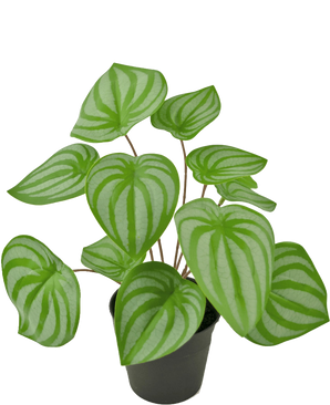 De Kunstplant Watermeloen 29 cm is een kunstplant met hartvormige groene bladeren en lichtgroene strepen, weergegeven in een kleine zwarte pot tegen een effen witte achtergrond.
