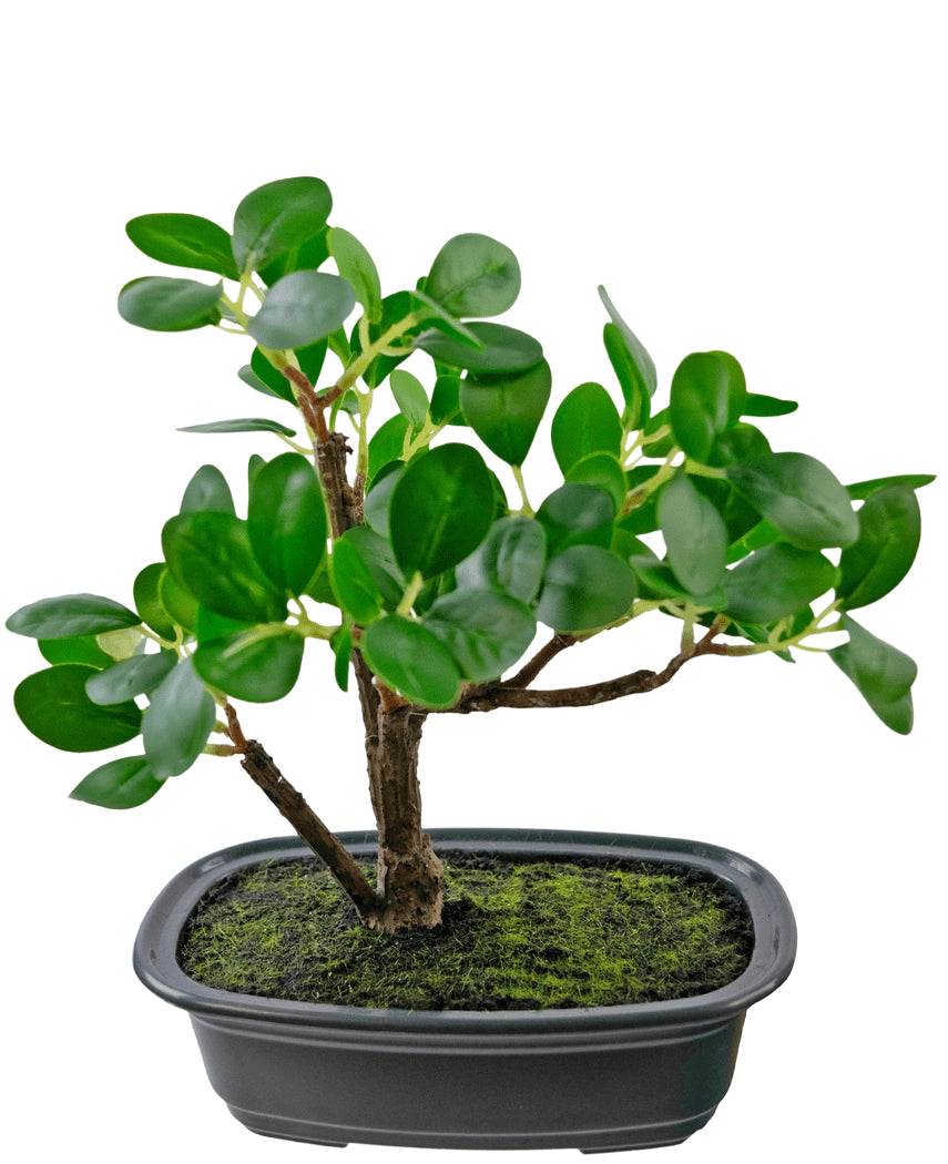 Die Kunstpflanze Bonsai Ficus 20 cm hat dicke, ovale grüne Blätter und wird in einen flachen schwarzen Topf mit Mooserde vor einem schlichten weißen Hintergrund gestellt.