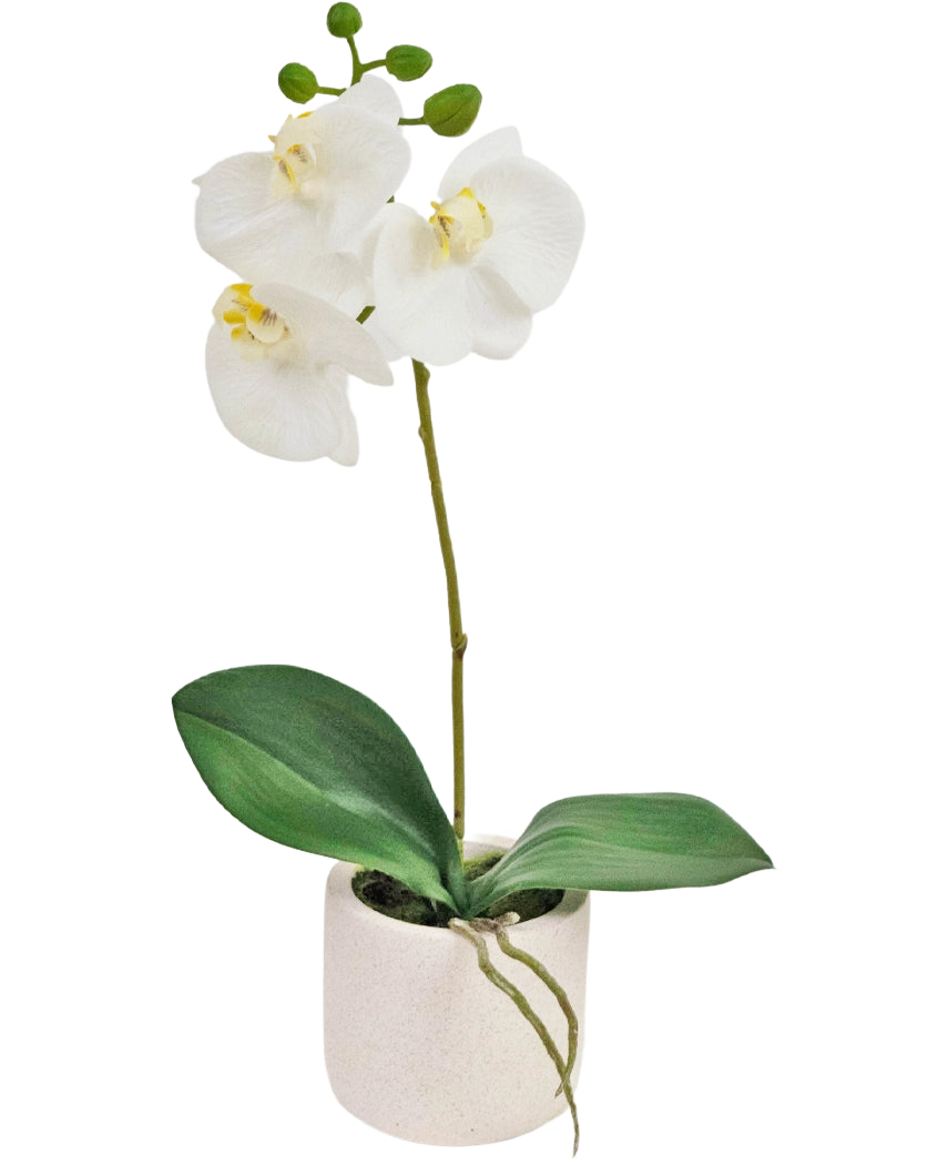Die künstliche Orchidee Real Touch 30 cm weiß hat lebensechte weiße Orchideenblüten und grüne Blätter in einem kleinen weißen Topf, perfekt, um jedem Raum Eleganz zu verleihen.