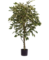 De Kunstplant Ficus Bont 150 cm heeft bonte groene en witte bladeren en een gedraaide stam, in een eenvoudige zwarte pot tegen een effen witte achtergrond.